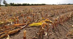 Crop Insurance