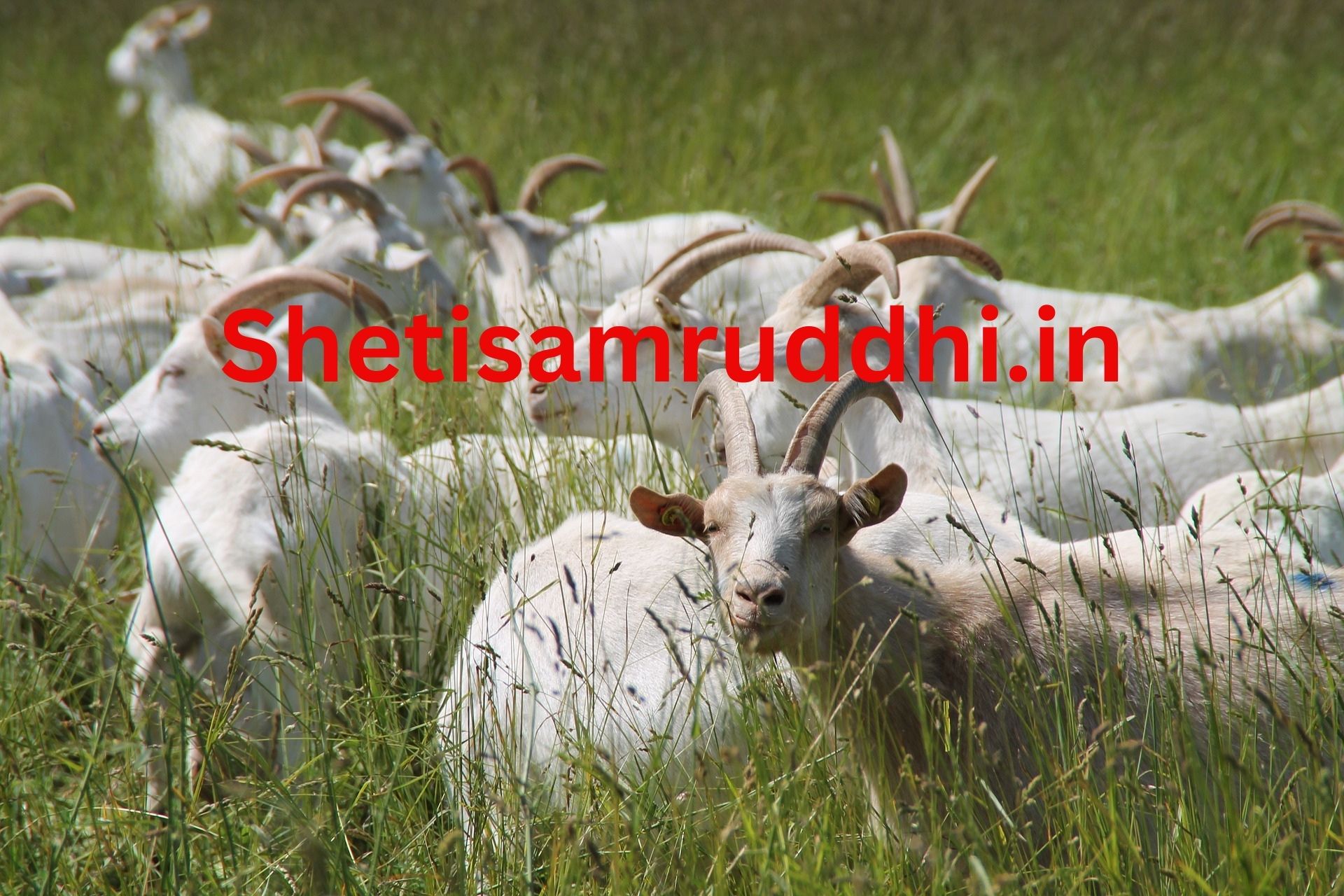 Sheli Palan Yojana Maharashtra