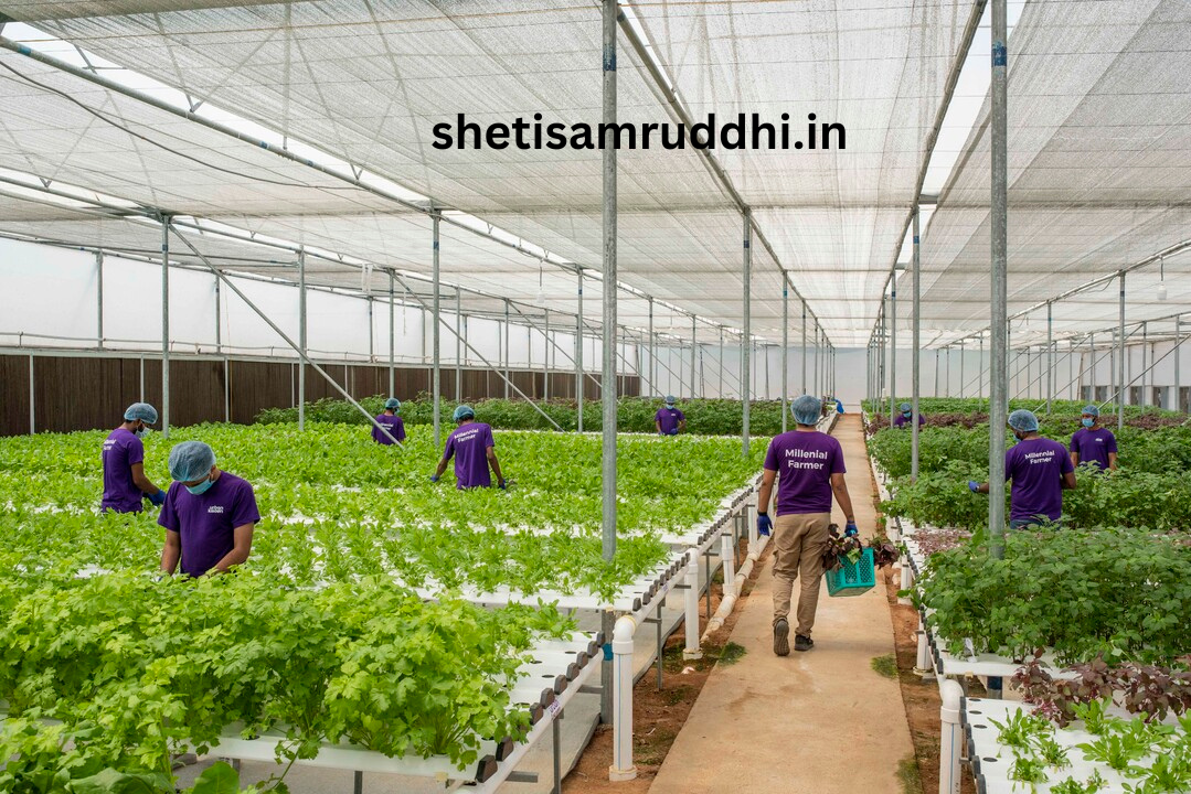 Hydroponics Farming In India