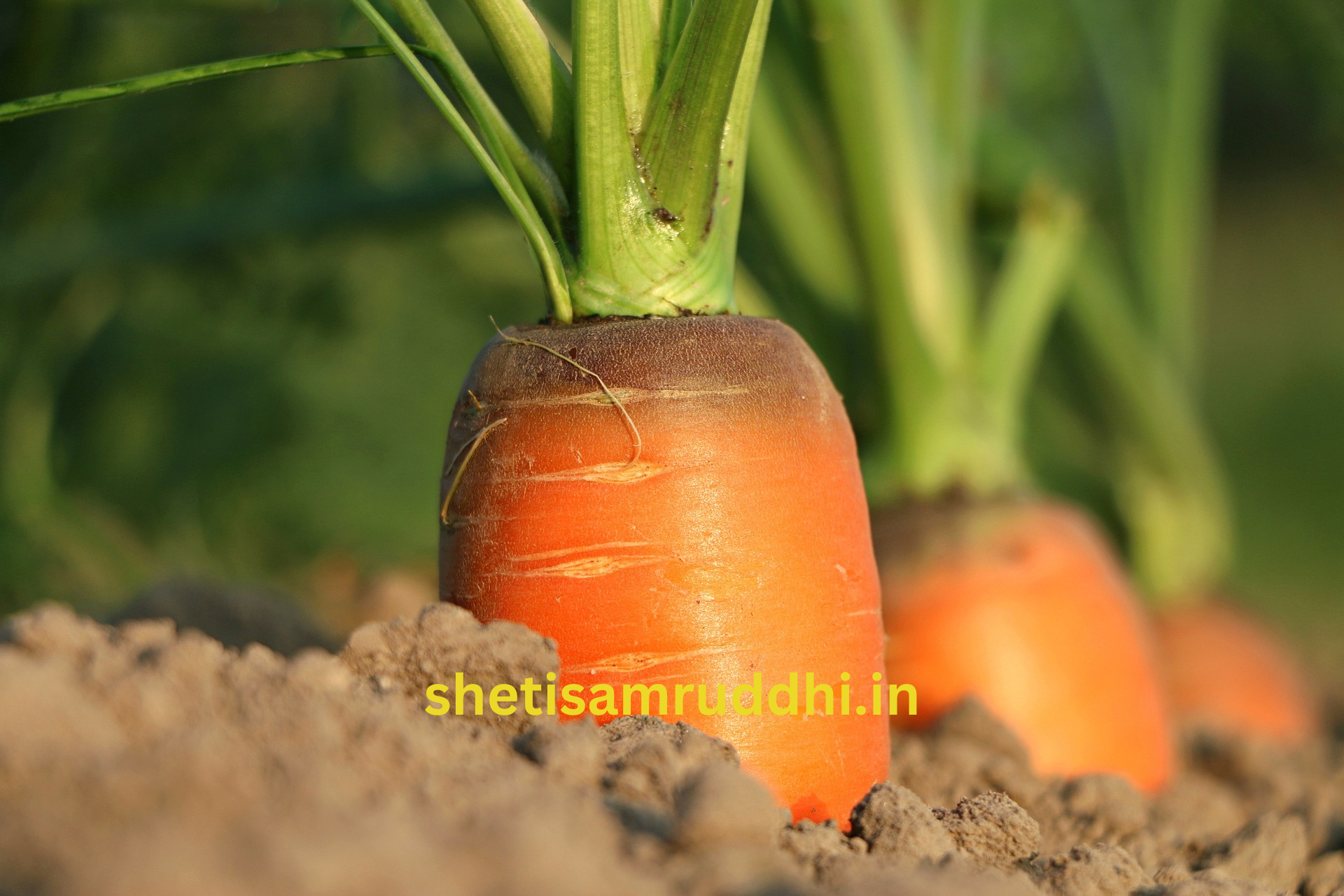 Biofertilizers In Agriculture