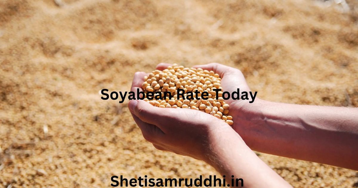Soyabean Rate Today