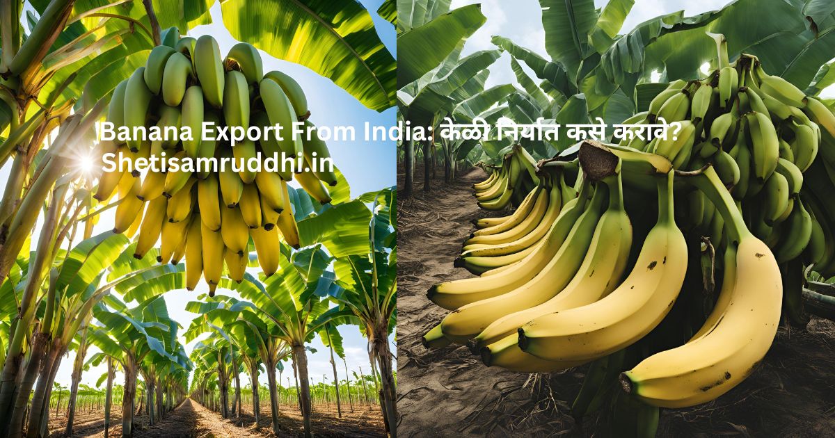 Banana Export From India