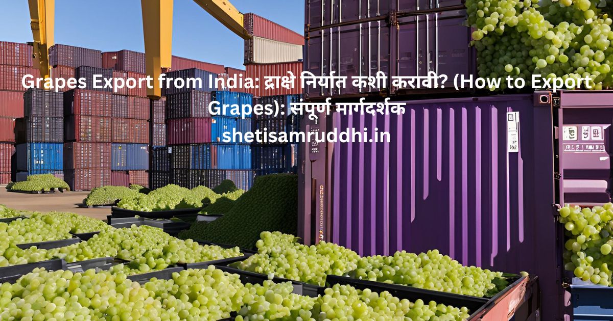 Grapes Export from India