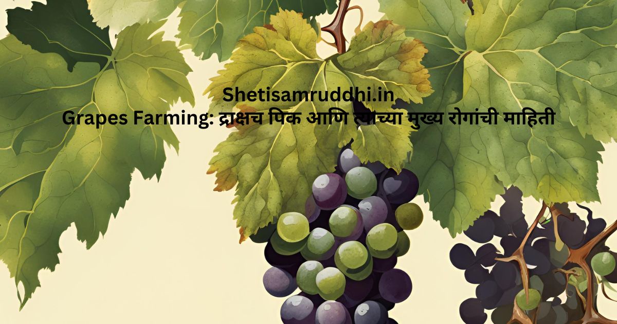 Grapes Farming