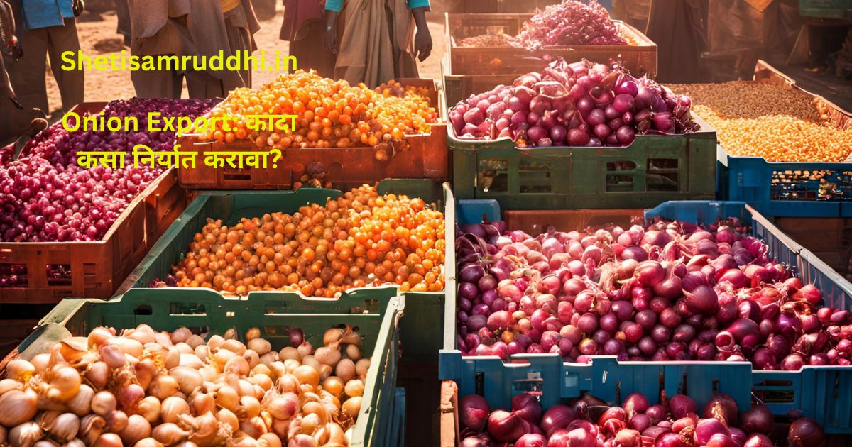 Onion Export