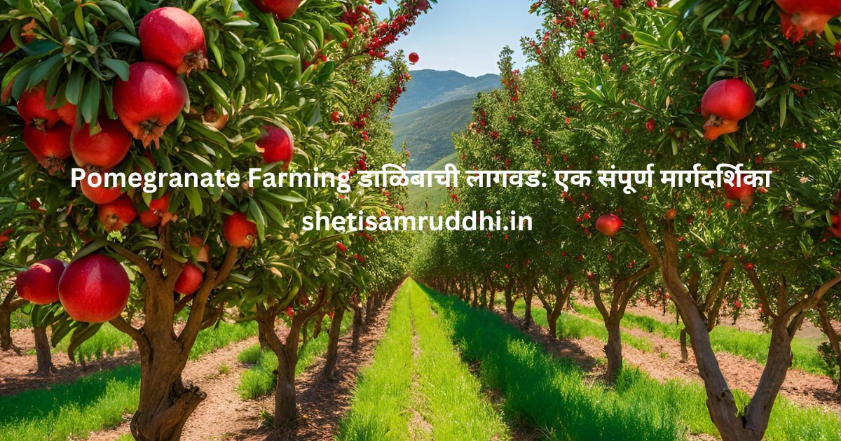 Pomegranate Farming