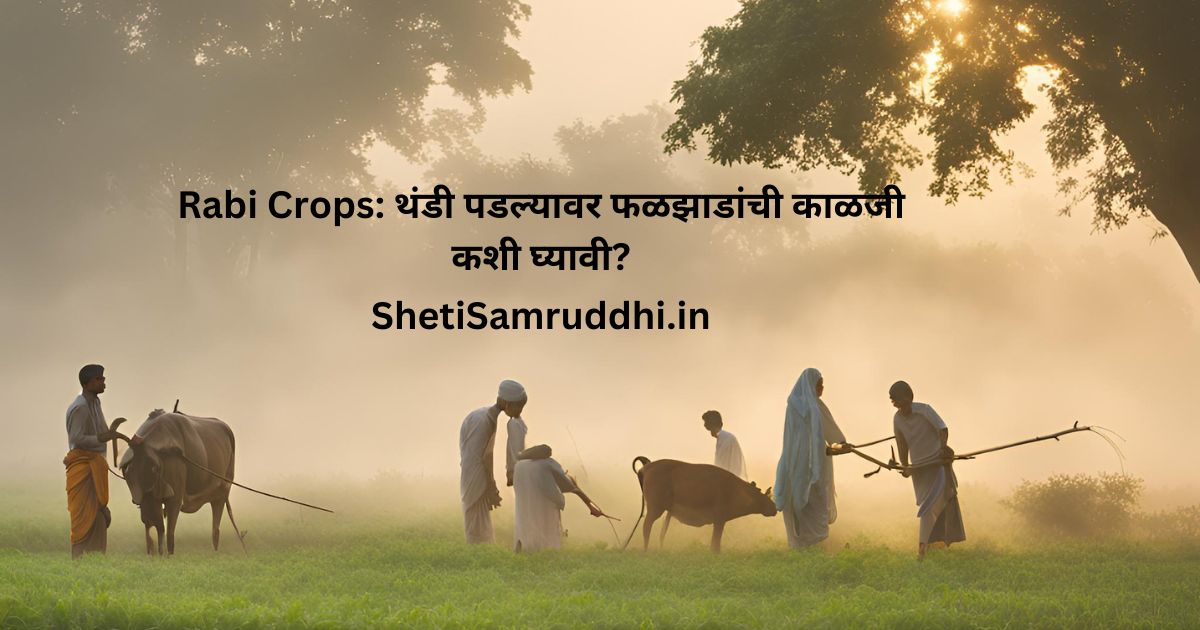 Rabi Crops
