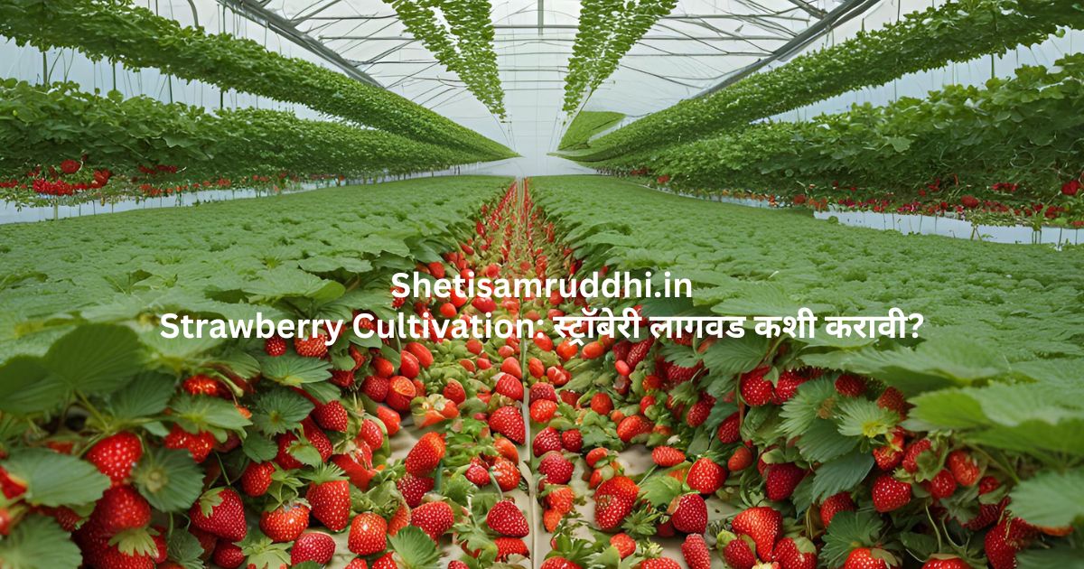 strawberry cultivation