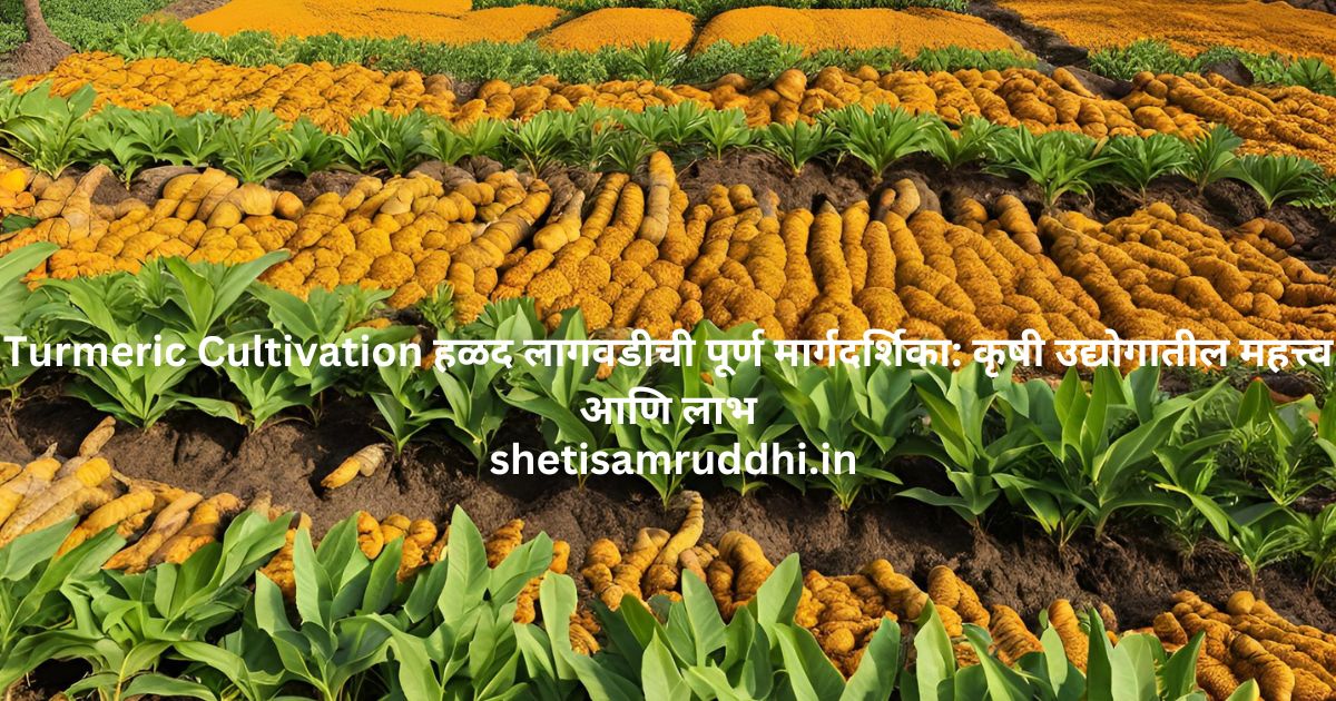 Turmeric Cultivation