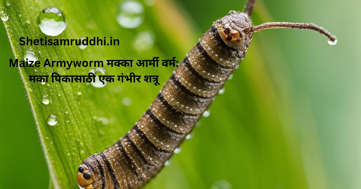 Maize Armyworm