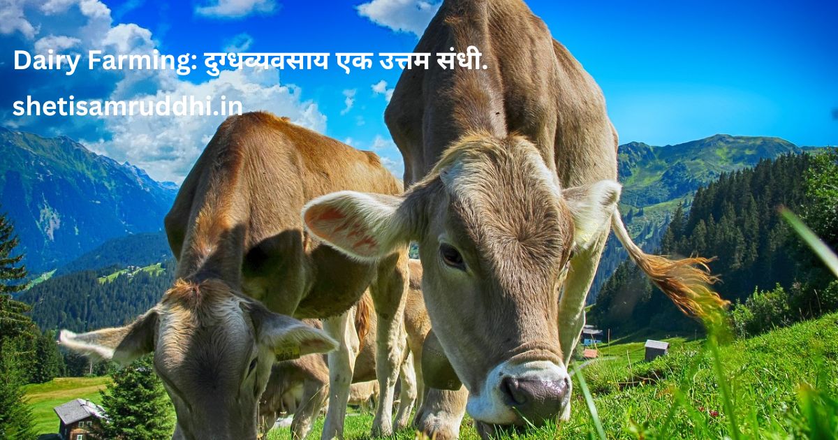 Dairy Farming
