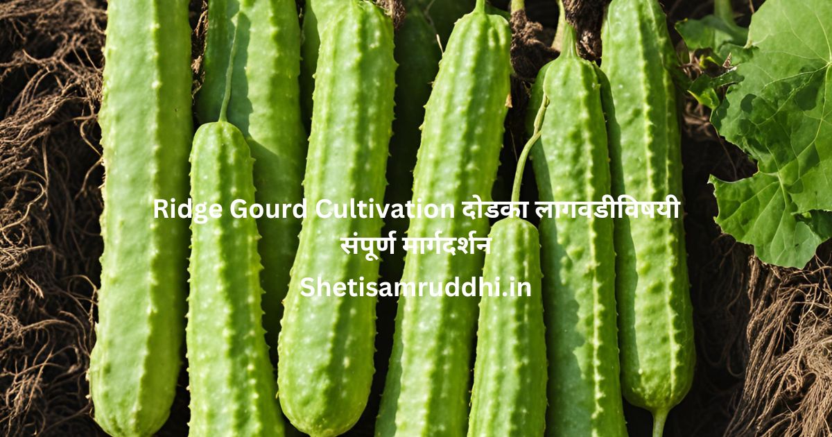 Ridge Gourd Cultivation