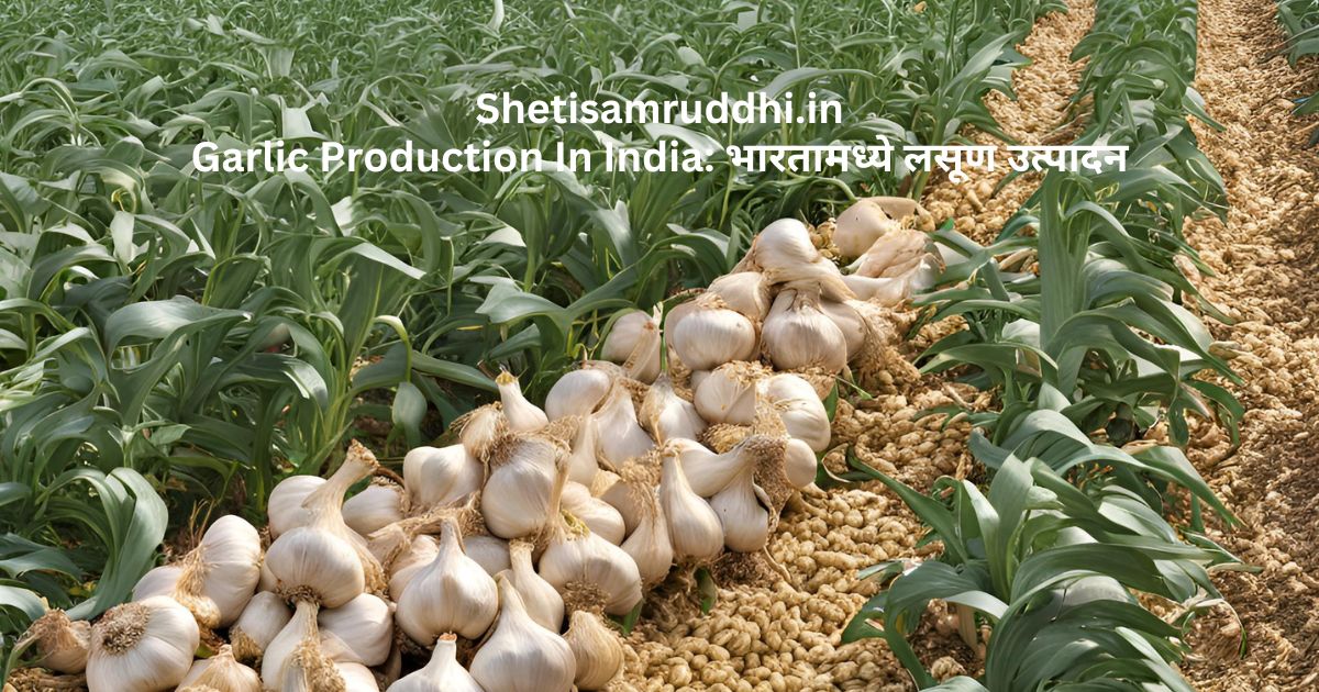 Garlic Production In India