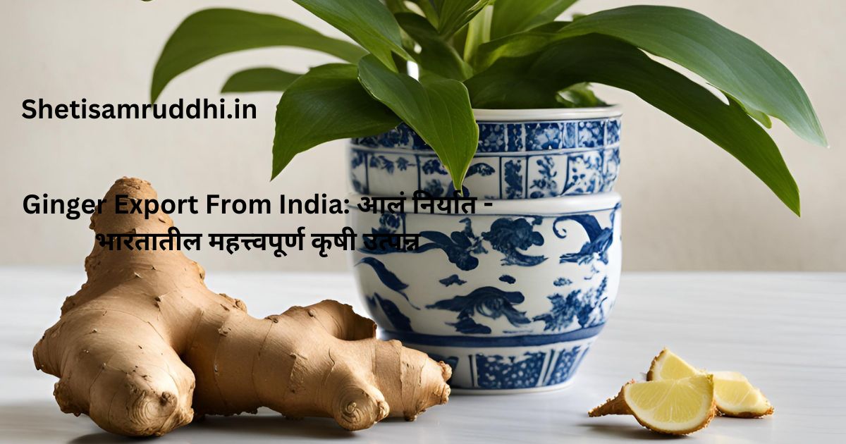 Ginger Export From India