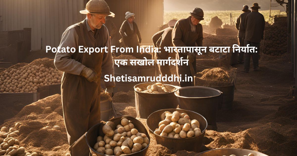 Potato Export From India
