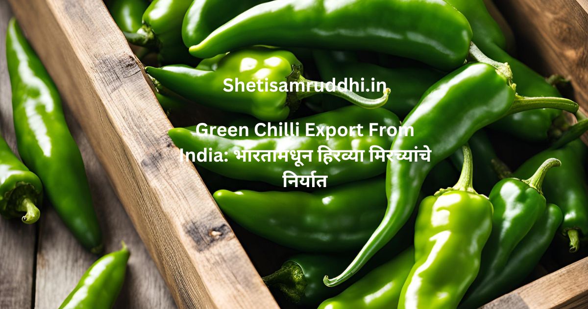 Green Chilli Export From India