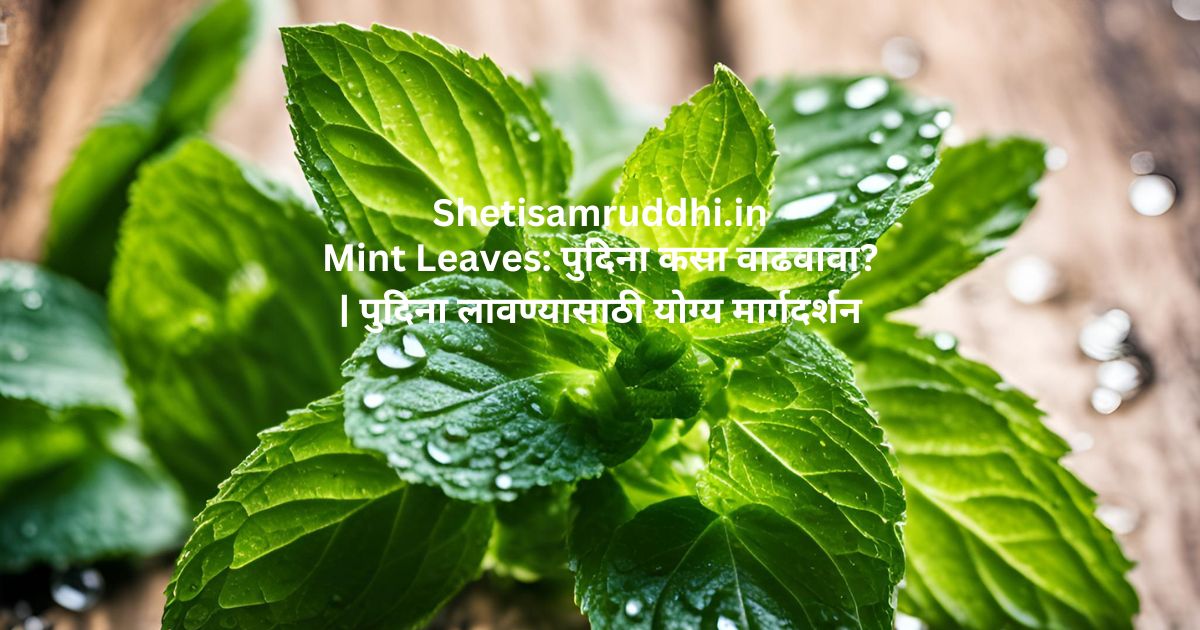 Mint Leaves