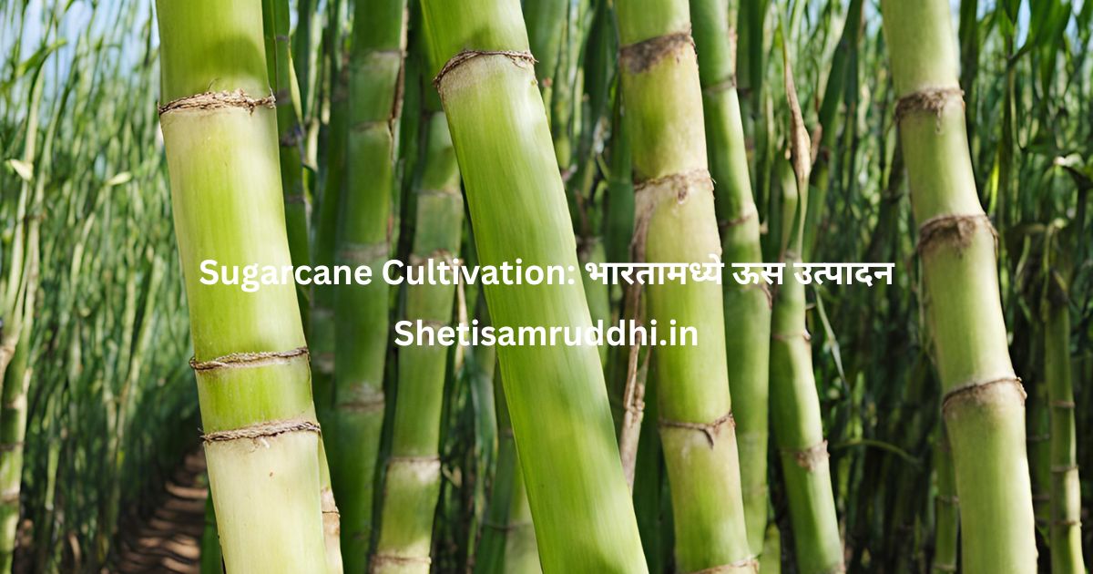 Sugarcane Cultivation