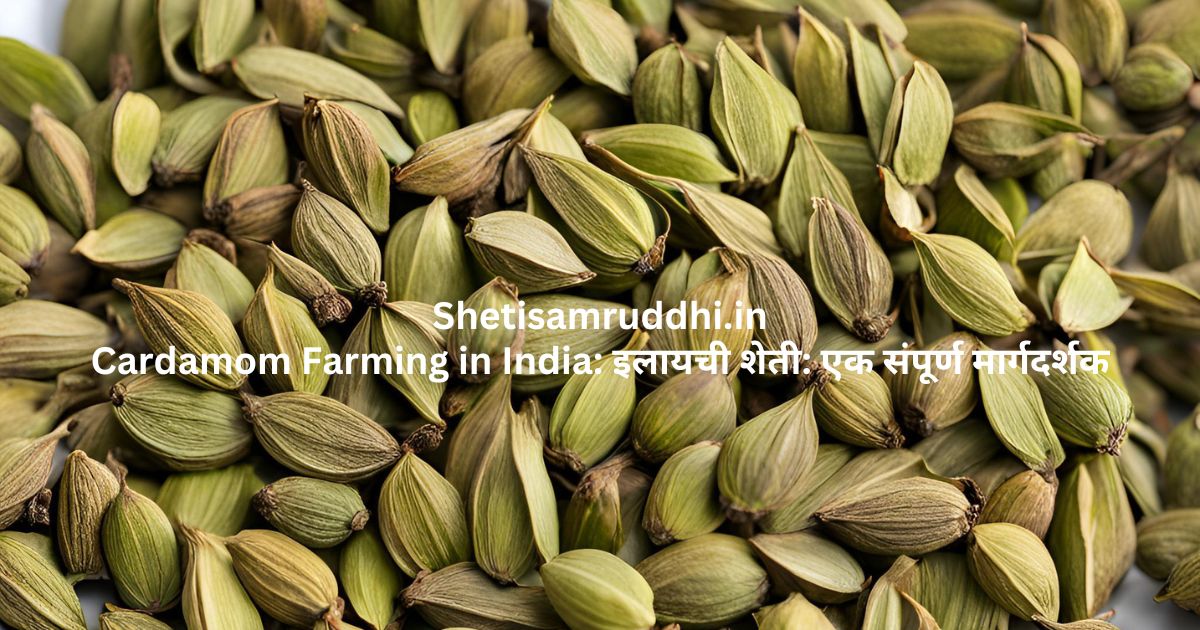 Cardamom Farming in India