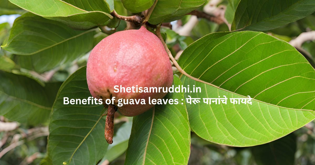Benefits of guava leaves