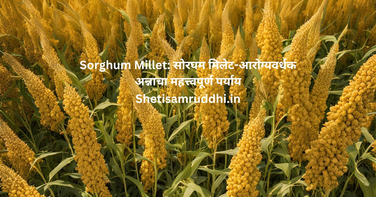 Sorghum Millet