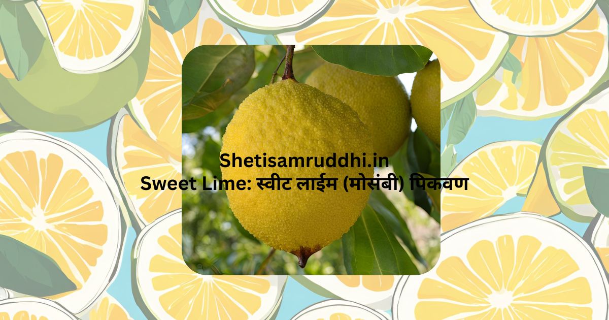 Sweet Lime
