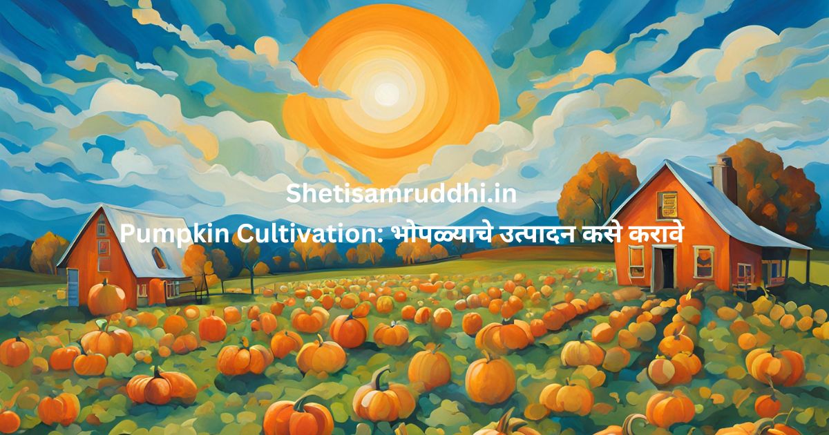 Pumpkin Cultivation