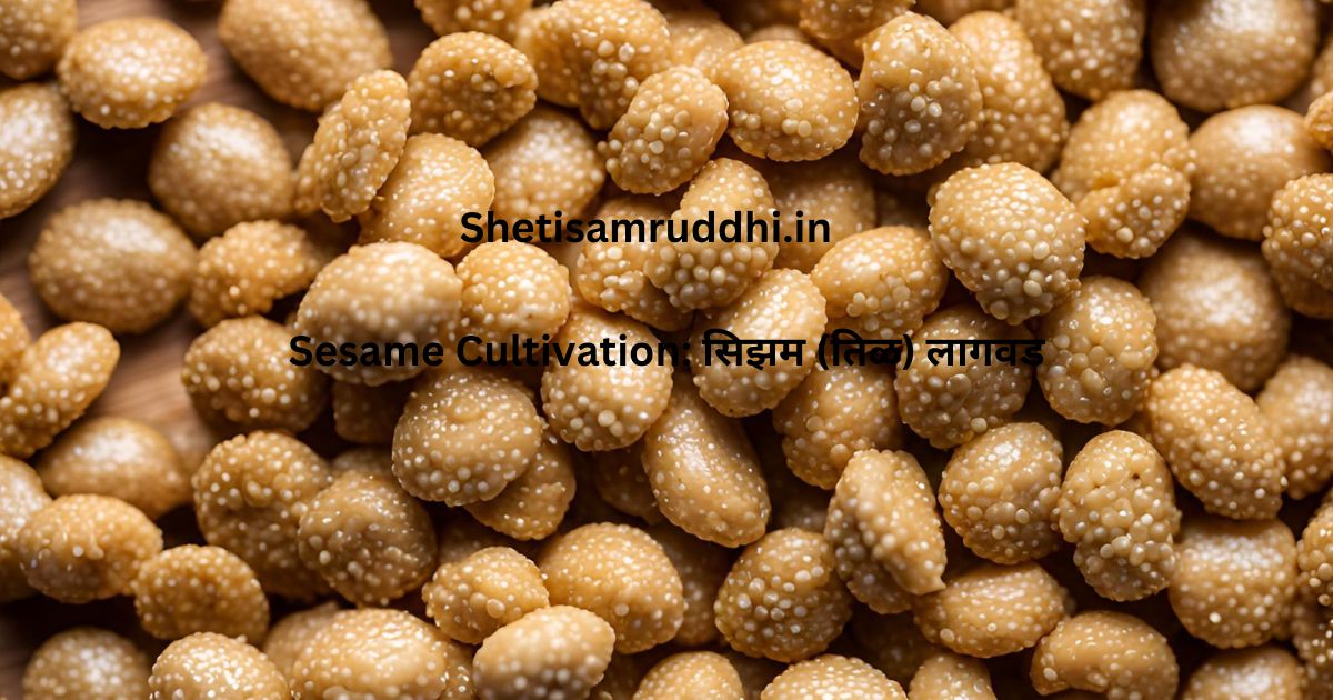 Sesame Cultivation